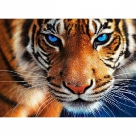 Алмазная мозаика Голубоглазый тигр